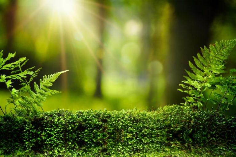 photo with green and golden dominance, moss and ferns, with blurred trees in the background